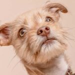 African Nation Are Strugling To Save Their Wildlife