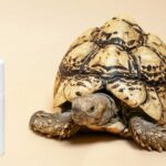 African Nation Are Strugling To Save Their Wildlife