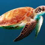 African Nation Are Strugling To Save Their Wildlife