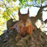 African Nation Are Strugling To Save Their Wildlife