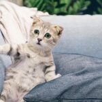 Painted Wolves Caught on Camera Hunting Baboons for the First Time