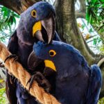 Habitat Fragmentation Causes Inbreeding in California Cougars