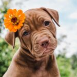 Painted Wolves Caught on Camera Hunting Baboons for the First Time