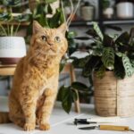 Habitat Fragmentation Causes Inbreeding in California Cougars